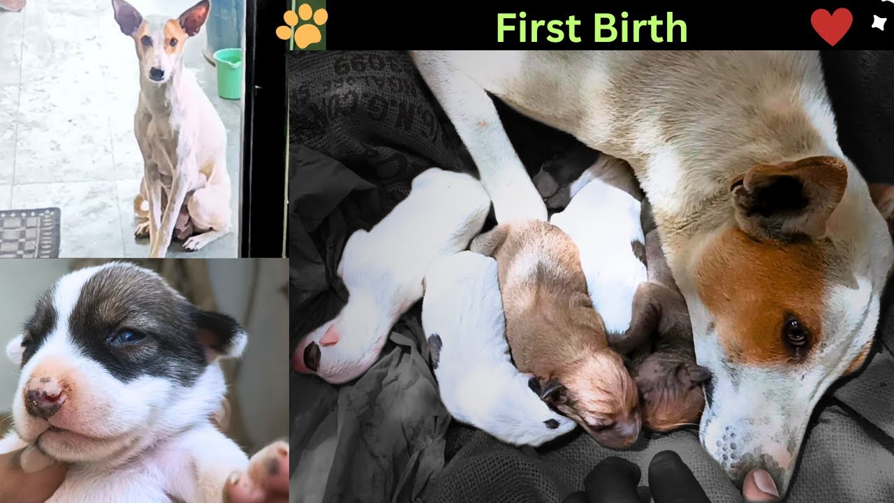 Pregnant Stray Dog Gives Birth at My Doorstep | Rescue Story - YouTube