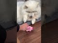おもちゃを横取りしてくるサモエド犬 #サモエド #dog #サモエドスマイル