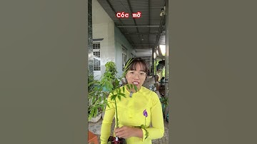 Cây cóc mỡ #ngocnganbentre #shortvideo #caycanh #0386569374 #agriculture #fruit #gardening #garden