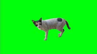 Cat Meowing On Green Screen Stock Footage HD No Copyright