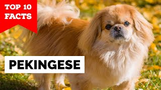 Pekingese - Top 10 Facts