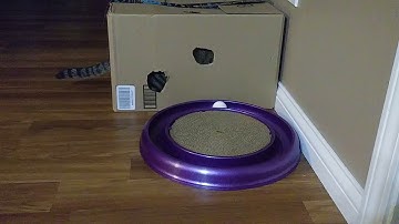 Funny Cat: Cat going wild on catnip with Amazon box and bergan cat scratcher toy