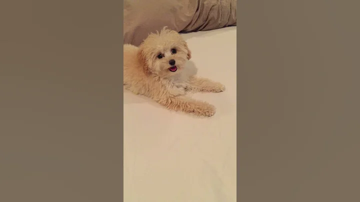 Puppy going wild on bed.