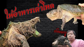 ให้อาหารเต่าโหด เต่าอัลลิเกเตอร์สแนปปิ้ง&คอมมอนสแนปปิ้ง Snapping turtles