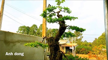 Làm lại cây khế