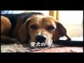 【愛犬】わが家の仲良し2人組を紹介します【ぬ〜ぼ〜】