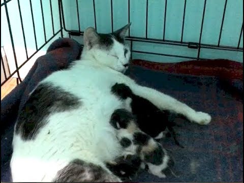 pregnant cats New Mom Cat And Her 12 Hour Old Kittens Plus A Very Pregnant Momma Cat - Queens & Kittens #1