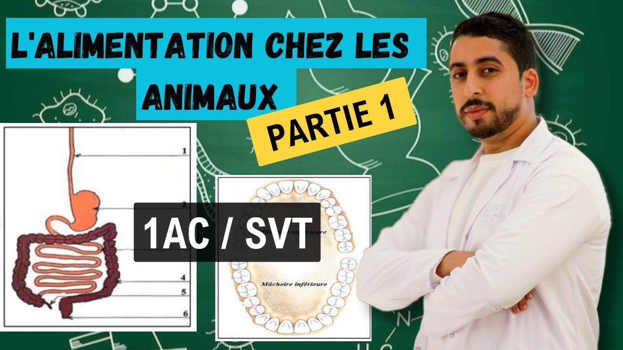 1AC : L'alimentation chez les animaux ✓ Cours complet | Partie 1 🔥أبسط مافي الشرح 💯