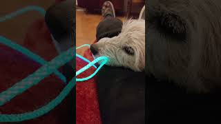 dzień się kończy :) #dog #psy #puppy