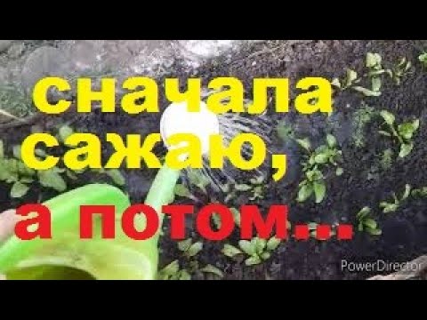 ДОМ на ЮГЕ//Как Рассадить Свеклу// Исправляю Ошибки//Рассада Свеклы