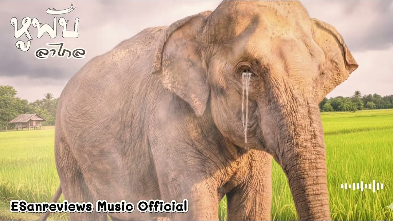 เพลง เจ้าหูพับลาไกล ช้างหนุ่มอาภัพจากอ้อมกอดเทือกเขาภูเวียง