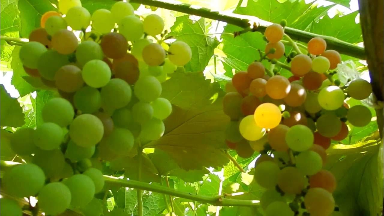 Рилайнс пинк. Кишмиш эйнсет сидлис. Виноград рилайнс. Рилайнс пинк сидлис. Виноград эйнсет сидлис.