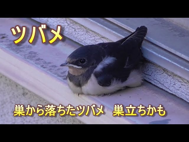 巣から落ちたツバメのヒナ 巣立ちかも Bird Swallow Youtube