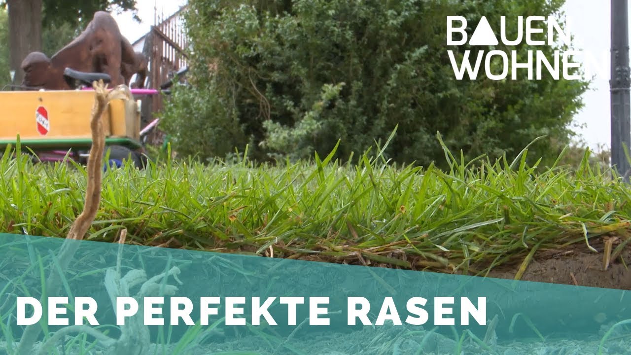 Brauner Rasen/Frisches Grün – Ist Rollrasen eine Alternative zum