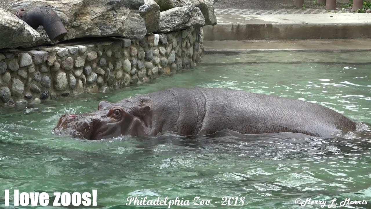 Philadelphia Zoo Hippos Going into Water YouTube
