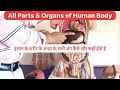 Full human body parts liver kidney heart lungs small intestine large intestine stomach