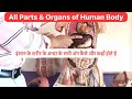 Full Video Human Body Parts Liver Kidney Heart Lungs Small Intestine Large Intestine Stomach Full Video Human Body Parts Liver Kidney Heart Lungs Small Intestine Large Intestine Stomach