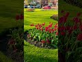 Just a public walkway in our city #beautiful #england #uk #trending #viral #flowers #tulip #shorts