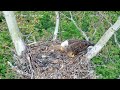 Glen Hazel (Hays) Eagles-Mom & HM2 observation 07:14am 05-22-2026