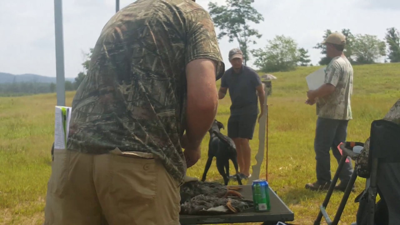 akc-master-hunt-test-panther-at-mindoro-wi-youtube