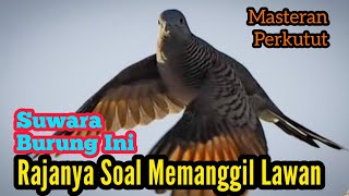 Suwara Burung Ini Rajanya Soal  Memanggil Lawan#masteranperkutut  @mangoendjoyochannel8053