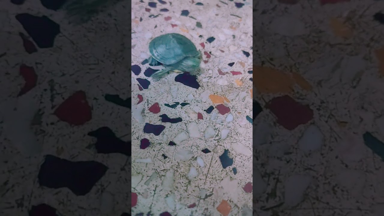 Turtle ke saath masti karte hue 