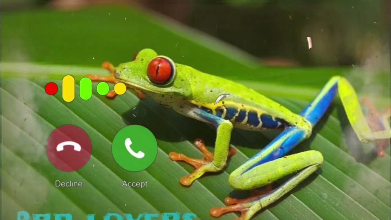 Frog voice New sms ringtone! nature love sms tone ! YouTube
