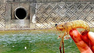 ドブが流れ着く町の川に生きた手長海老を落とすと...