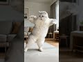 funny cat videos 💥🤪 #cat #catcomedy #catvideos #foryou #funny #againmeowhaha #crazycats #foryou
