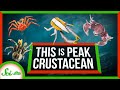 This Is What Peak Crustacean Looks Like