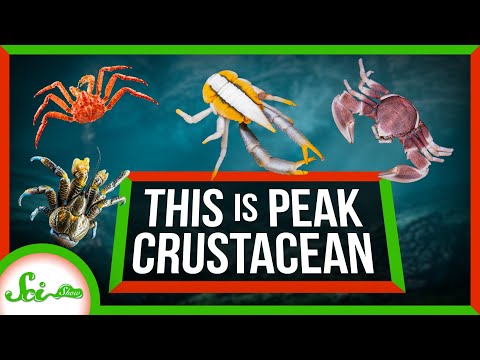 This Is What Peak Crustacean Looks Like thumbnail