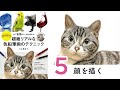 ネコ【顔を描く】～超絶リアルな色鉛筆画のテクニック～ ここまる / 色鉛筆画