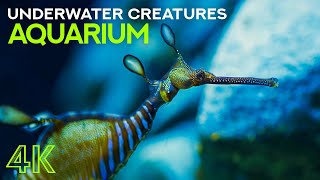 Fascinating Inhabitants of World's Aquariums - 4K Colorful Underwater Creatures + Ambient Music by Animals and Pets 197 views 1 year ago 1 hour, 38 minutes