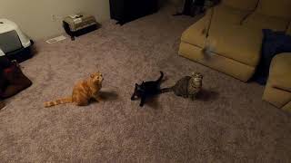 Cats vs Feathers! by Meow 41 views 4 years ago 5 minutes, 16 seconds