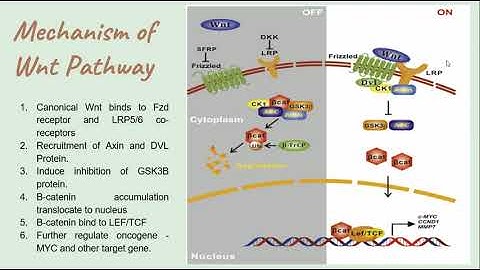 Mechanism of WNT Signalling Pathway
