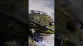 Frogs Can Do Crazy Things With Their Stomach