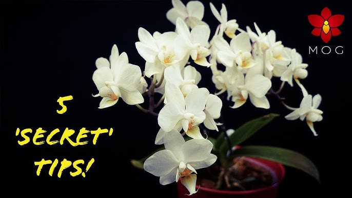 ORCHID COLLECTION, What Moss-tly Kills Phalaenopsis Orchids?