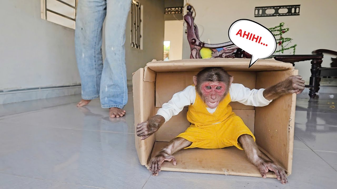 Naughty SU Tries to Sneak Off with Mom’s Box and Runs Away to Play 🐒