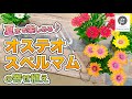 【オステオスペルマムの寄せ植え】夏までの管理方法！　#28