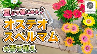 【オステオスペルマムの寄せ植え】夏までの管理方法！　#28