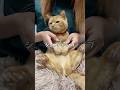 猫ダンス シュガリードライブ Cat 猫 Shorts 猫ダンス シュガリードライブ Cat 猫 Shorts
