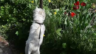 West Highland White Terrier (Westie) Bobby. Love triangle
