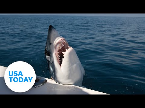 Monster mako shark lands in fishing boat in Maine | USA TODAY