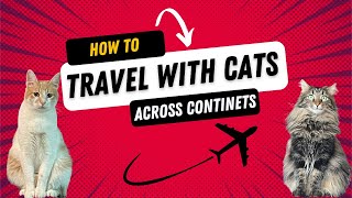 I traveled with my cats across continents | All you need to know
