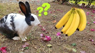 I Am a Rabbit not a Monkey 👀 by Fluffy Muffin 30 views 1 year ago 3 minutes, 45 seconds