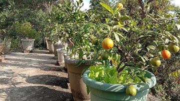 How to air layer lemon tree using tissue paper.