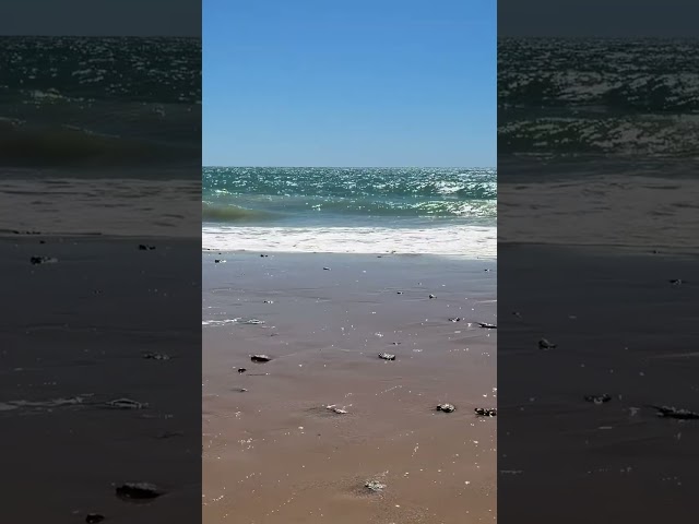 Hoy las únicas que pueden estar en la orilla son las gaviotas debido al fuerte oleaje y el