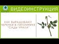 Как выращивают ЧЕРЕНКИ в питомнике «Сады Урала». Видеоинструкция.