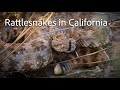 Speckled rattlesnake california usa