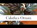 Calathea Ornata: Addy's Tips for Beginners (Pinstripe Calathea)